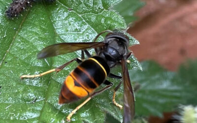 Asiatische Hornisse in Samstagern gesichtet