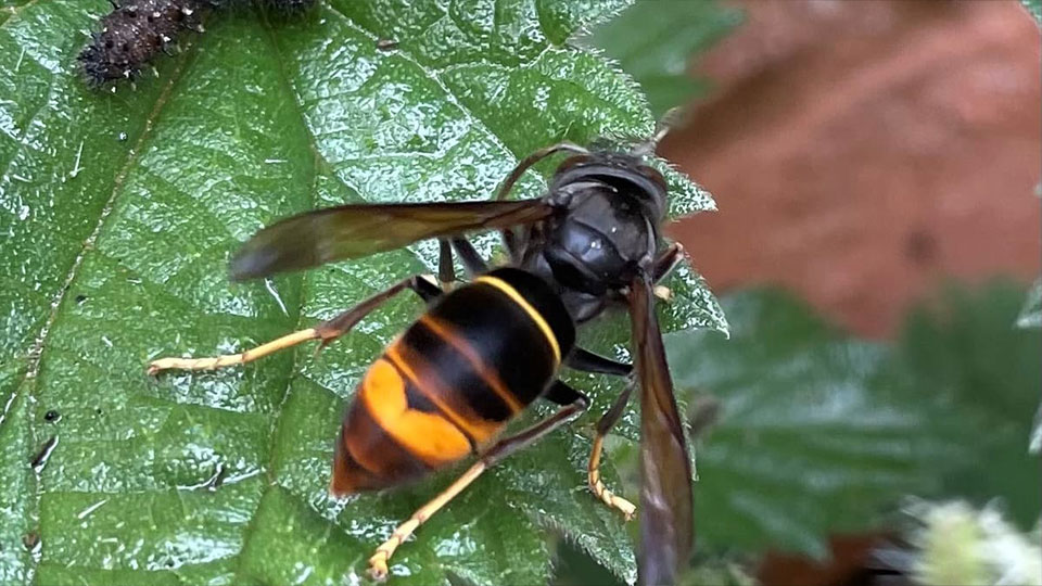 Asiatische Hornisse in Samstagern gesichtet