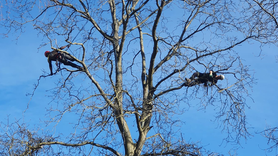 Arbor Art GmbH Zweigstelle Richterswil